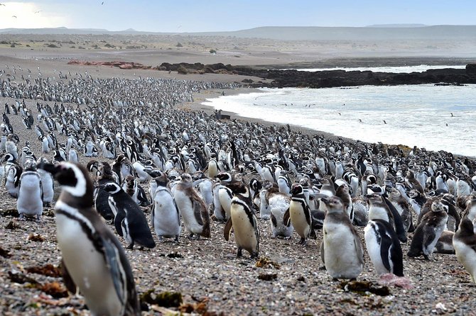 Full Day Excursion to Pedral, Guided Visit to the Penguin Colony and Countryside Day With Lunch