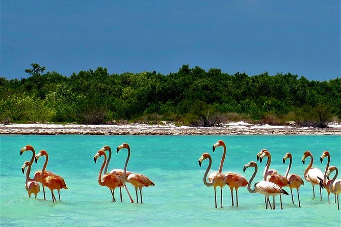 Full Day Excursion to the Best of Holbox From Riviera Maya