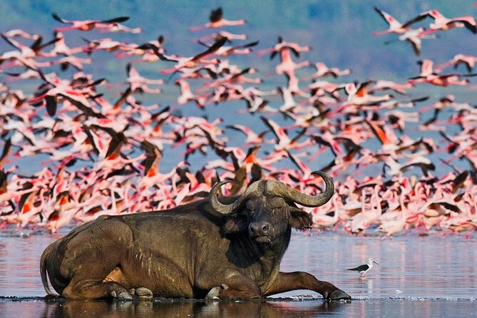 Full-Day Lake Nakuru National Park Private Tour From Nairobi