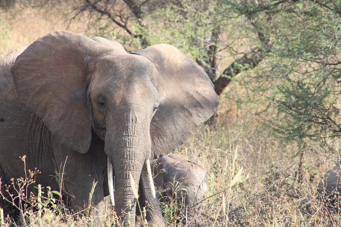 Full-Day Ngorongoro Crater Private Tour