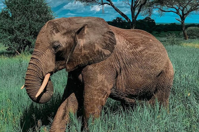 Full Day Private Safari - Tarangire National Park