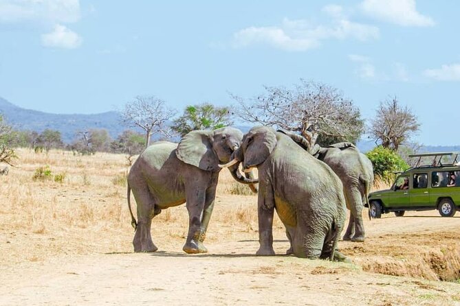 Full Day Private Safari Tour in Zanzibar to Mikumi - Overview of the Safari Tour