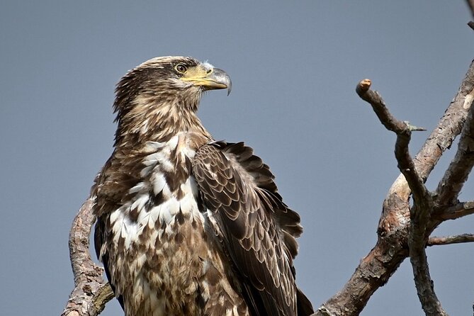 Full-Day Private Tour to Alligator River National Wildlife Refuge