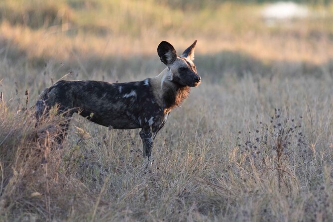 Full-Day Safari Chobe National Park