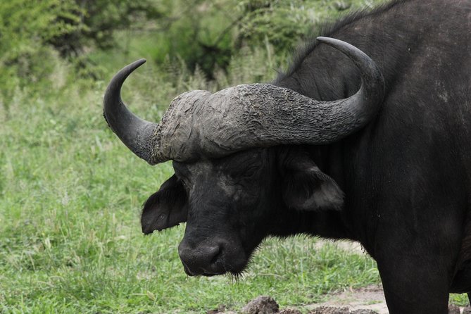Full Day Safari in the Kruger National Park From Hazyview