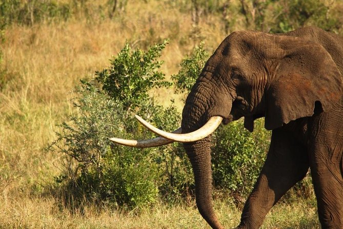 Full Day Safari – Kruger National Park