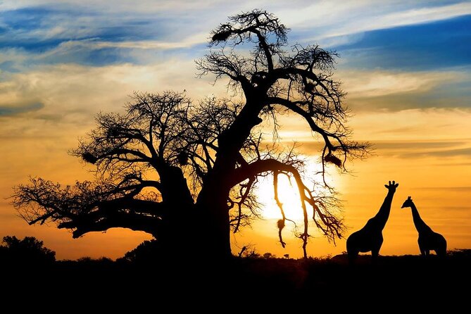 Full Day Safari to Mikumi National Park From Zanzibar With Lunch