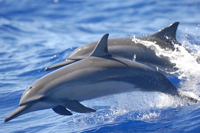 Full Day Shared Speedboat Tour - South West Lagoon Dolphin Swim - Meeting and Pickup Details