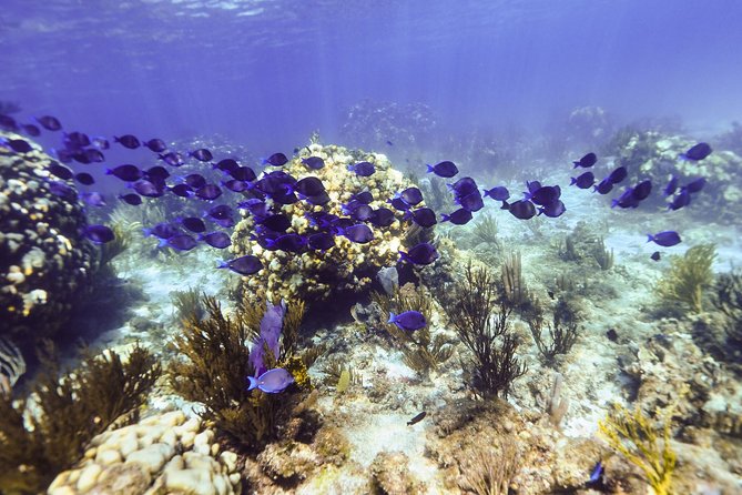 Full Day Stingray City Snorkeling Private Experience for 10 Guest - Inclusions and Amenities