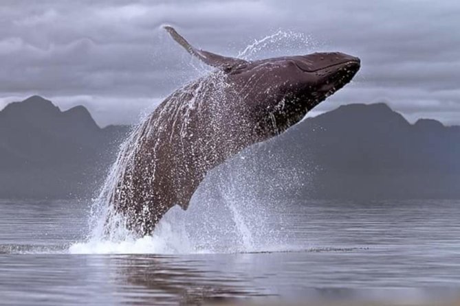 Full-Day Whale Watching and Wine Tasting Tour From Cape Town - Tour Overview