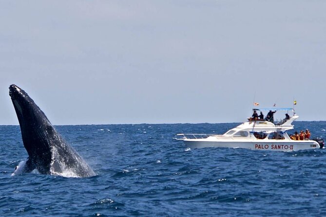 Full-Day Whale Watching Tour in Samana Bay From Cap Cana