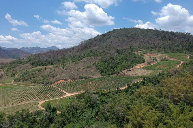 Full-Day Winery Tour From Rio