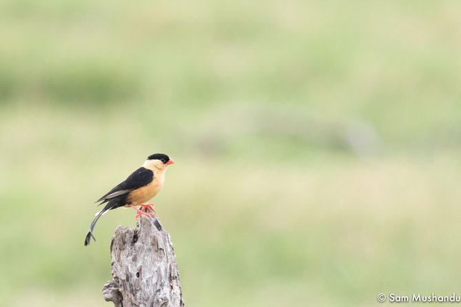 Full-Day Zimbabwe Zambezi National Park Safari & Lunch