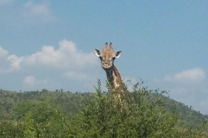 Fully Inclusive Pilanesbserg Safari From Johannesburg