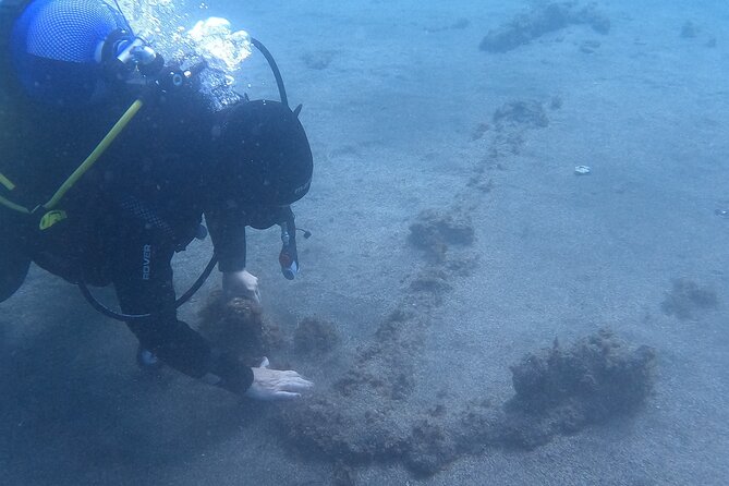 Fun Dive -2 Dives