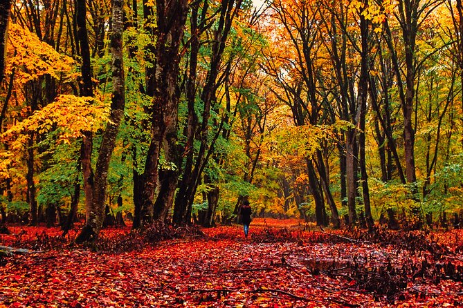 Gabala,Shamakhi, Caucasus Mountains Day Trip Tour