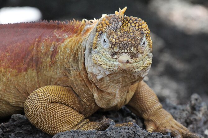 Galapagos Active Adventure Three Islands 8 Days - Exploring San Cristobal Island