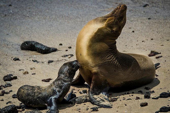 Galapagos By Land And Sea 4d-3n