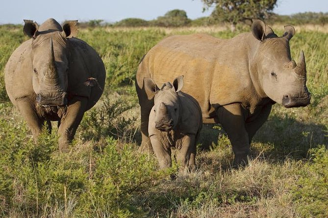 Game Drive And Rhino Walk