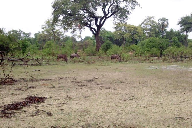 Game Drive Into the Musi Otunya National Park