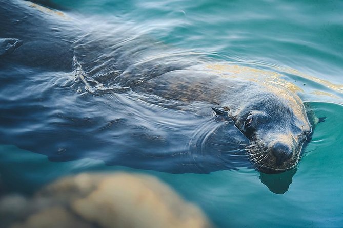 Glass-Bottom Boat Cruise in Cabo San Lucas