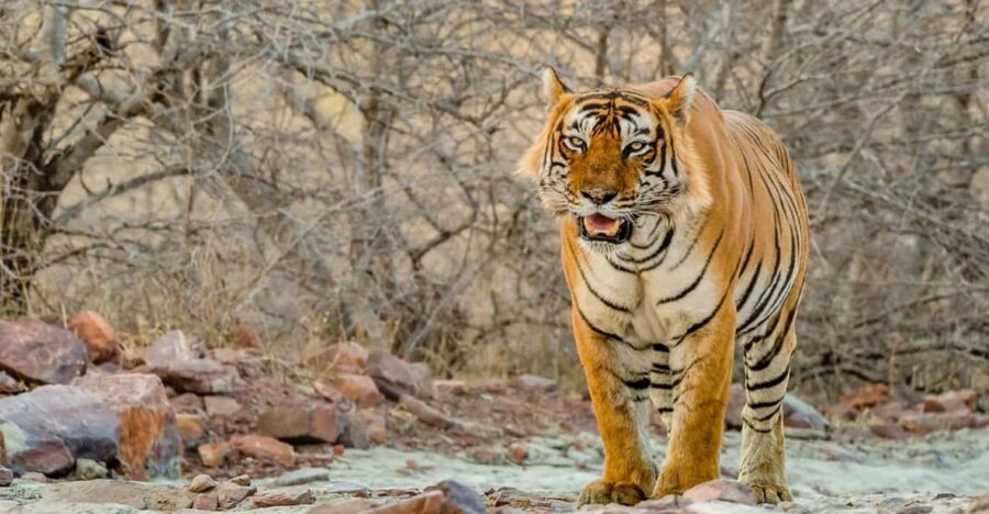Golden Triangle 7 Days Tour With Ranthambore - Tour Overview