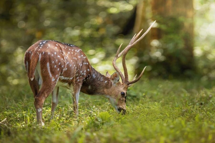 Golden Triangle With Ranthambore Wildlife Tour (06 Days) - Tour Overview and Pricing