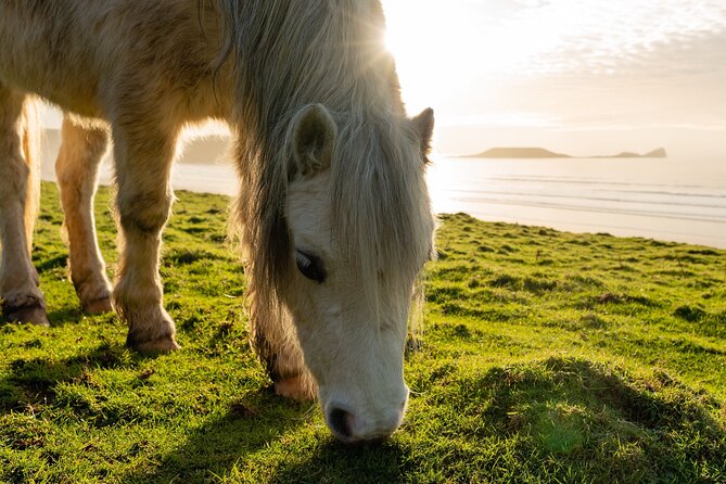 Gower Peninsula Tour App, Hidden Gems Game and Big Britain Quiz (7 Day Pass) UK - Tour Overview and Features