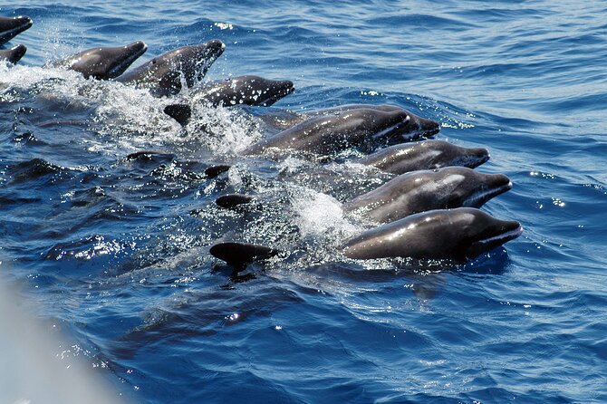 Gran Canaria Dolphin Watching Cruise - Tour Overview