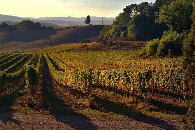 Grand Tour of Pienza, Montalcino, Montepulciano + Wine and Cheese Tasting