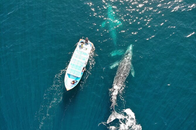 Gray Whale Watching Tour With Marine Biologist and Small Group