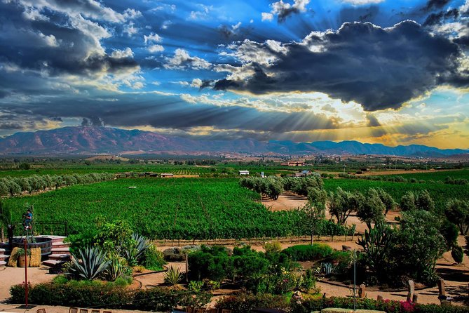 Guadalupe Valley & Fridas House Tour - Tour Overview