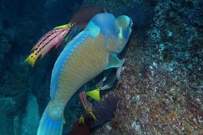 Guided by Divemaster, Cabo San Lucas Short Snorkeling Tour MANTA - Snorkeling Experience