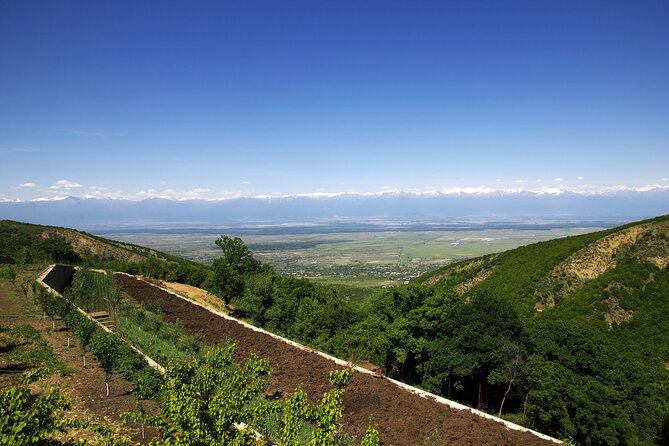 Guided Day Tour From Tbilisi Kakheti and Sighnaghi With Wine
