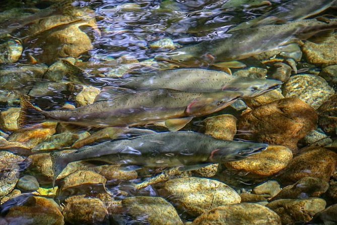 Guided Fishing Adventure in Whistler