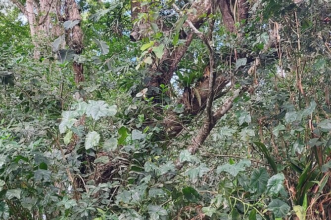Guided Kayaking Tour to Punta Uva River With Nature and Swimming