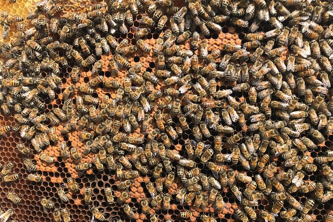 Guided Tour of the Bee Apiary and Honey Tasting in Denée