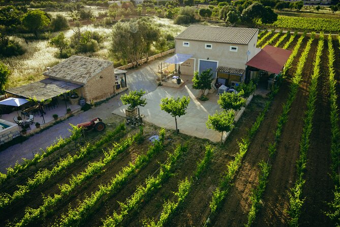 Guided Tour of the Winery With Wine Tasting, Vineyard and Much More!