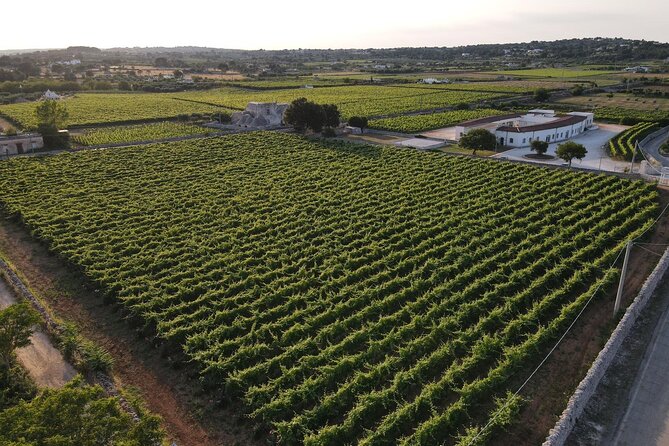 Guided Visit to the Vineyard With Wine Tasting