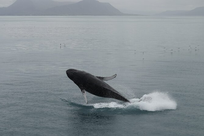 Guided Whale Watching Experience From Reykjavik