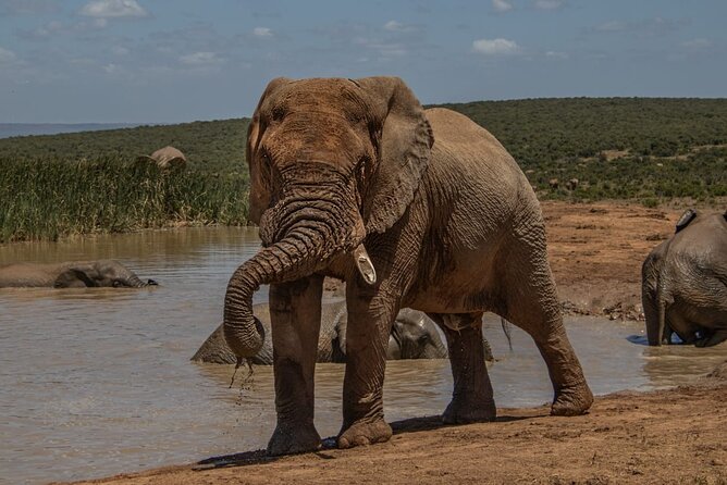 Half-Day Addo Elephant National Park