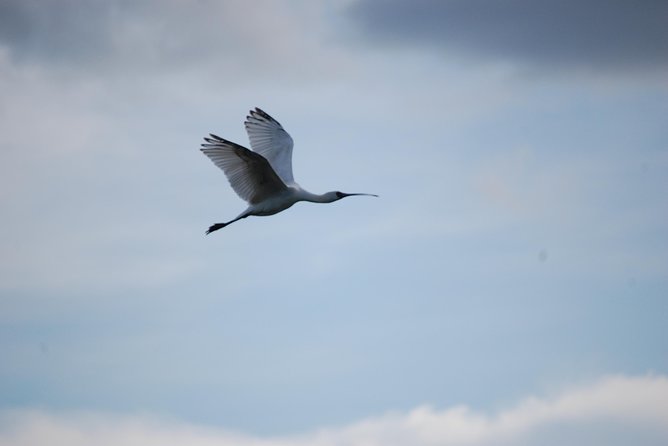 Half-Day Birding Tour of Livingstone