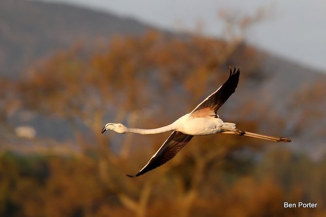 Half-Day Birdwatching Around Faro - Overview of the Experience