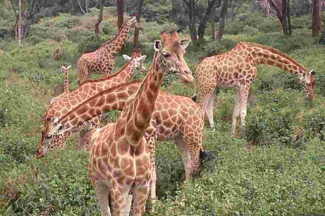Half Day Elephant Orphanage & Giraffe CenterKobe Beads With Fees