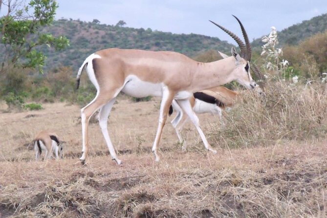 Half-Day Nairobi National Park Tour From Nairobi