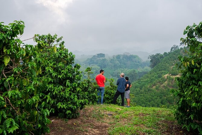 Half-Day Private Fairview Estate Coffee Farm Tour With Pick up - Inclusions and Amenities