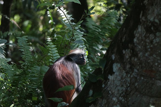 Half-Day Private Jozani Chwaka Bay Forest Tour in Zanzibar