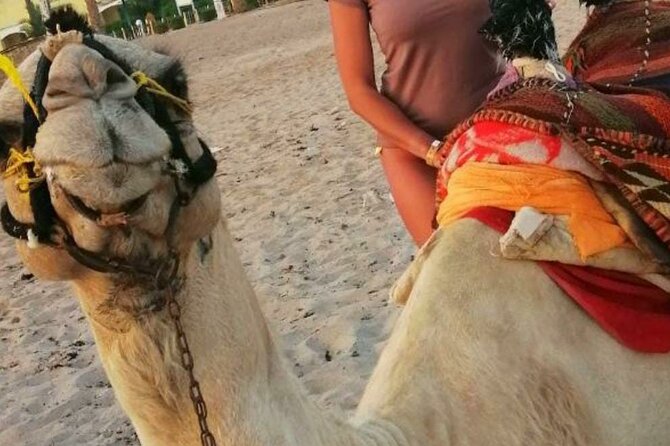 Half Day Quad Bike Adventure and Camel Ride in Beduion Camp