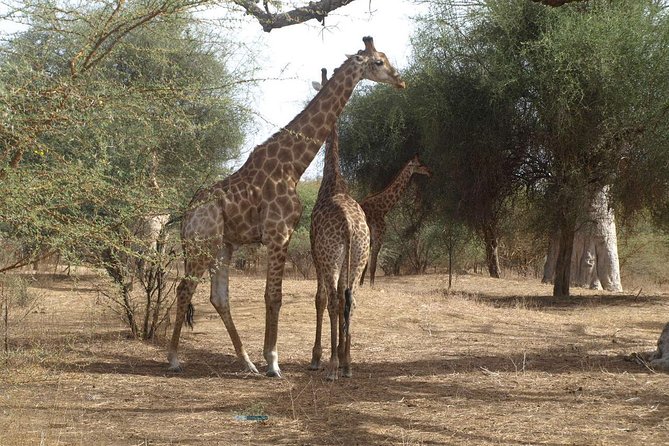 Half-Day Somone Lagoon and Bandia Park Safari From Dakar