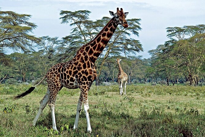 Half Day Sunrise Game – Drive of National Park Tour From Nairobi
